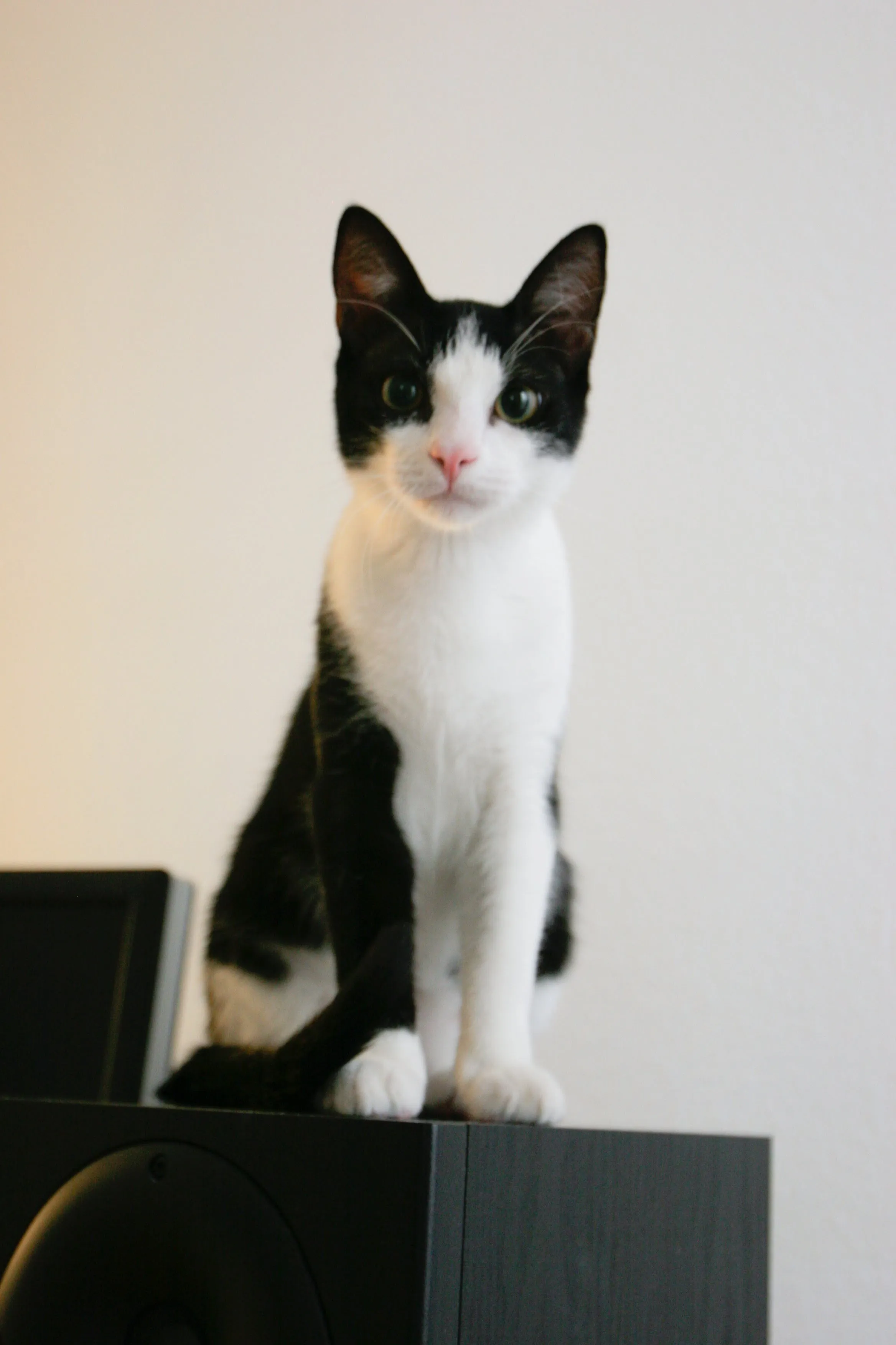 Franklin, a black and white tuxedo cat